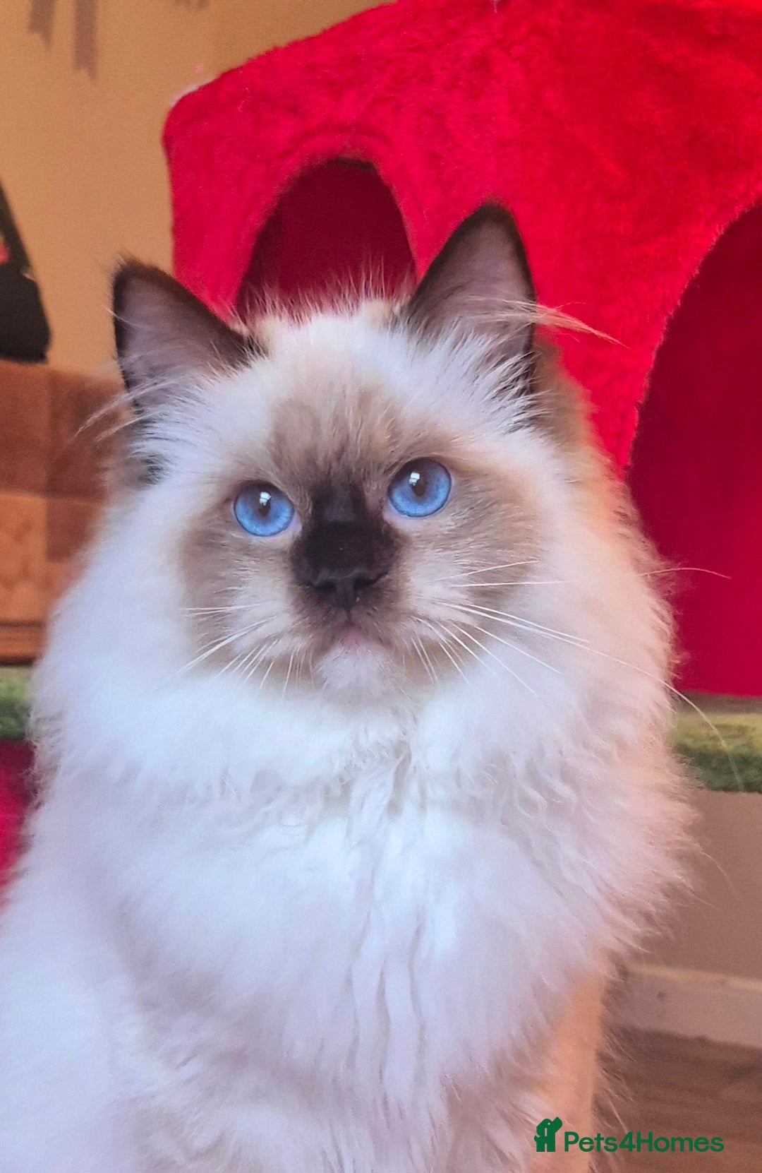 Ragdoll cats for sale: Ragdoll male kitten gccf active - Advert 4