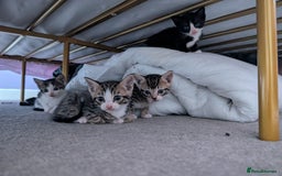 Domestic Shorthair cats for sale: Kittens for sale - Image 3