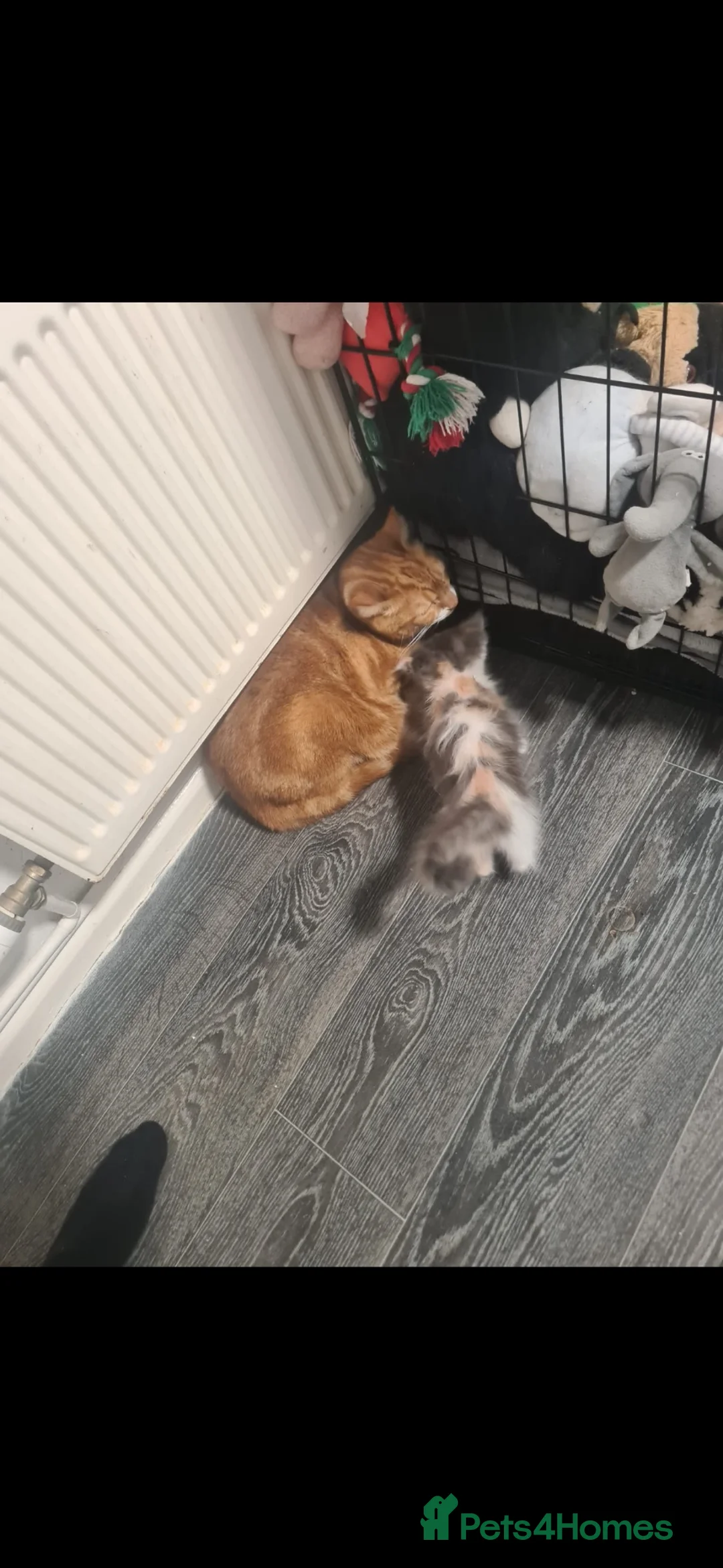 Ragdoll cats for sale: Stunning half ragdoll kittens  in Brighton - Advert 6