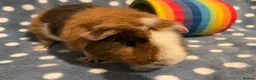 Guinea Pig rodents for sale: Stunning purebred teddy Guinea pig boy  - Advert 3
