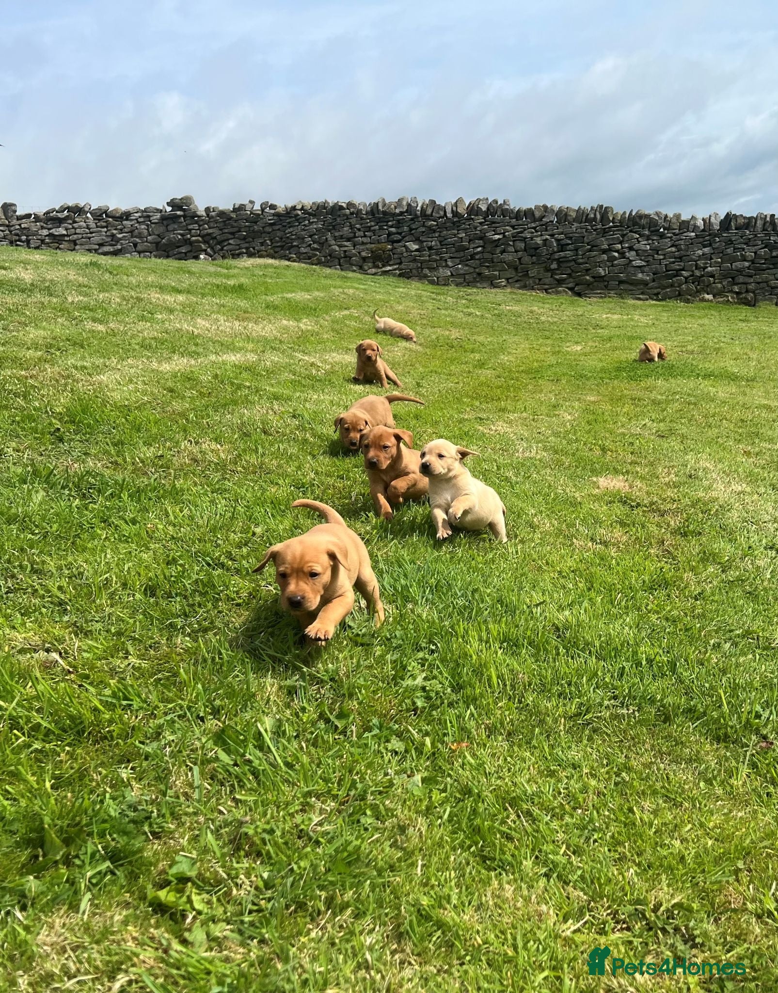 Labrador Retriever dogs Fox red and yellow labradors - Advert 1