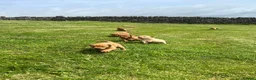 Labrador Retriever dogs for sale: Fox red and yellow labradors in Leyburn - Advert 1