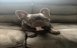French Bulldog dogs for stud: KC French bulldog stud  - Image 3