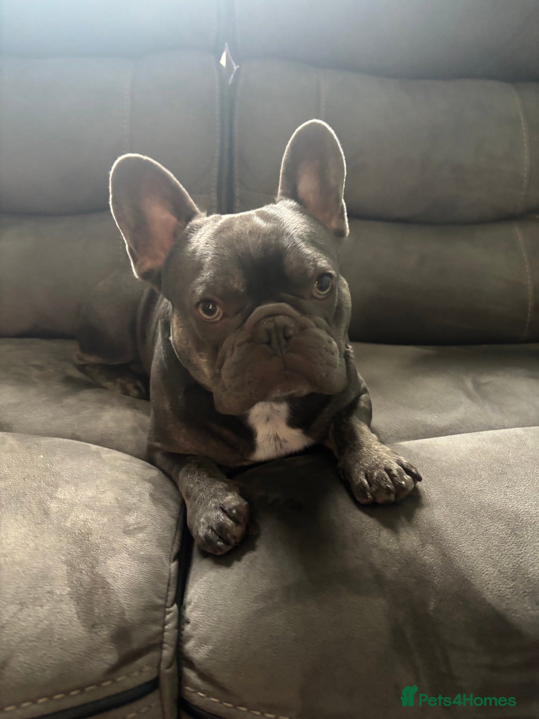French Bulldog dogs for stud: KC French bulldog stud  - Image 3