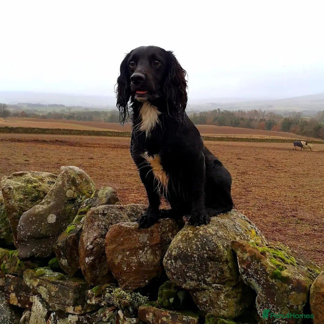 Cocker Spaniel dogs for stud: Proven kc reg working cocker in Preston - Advert 4