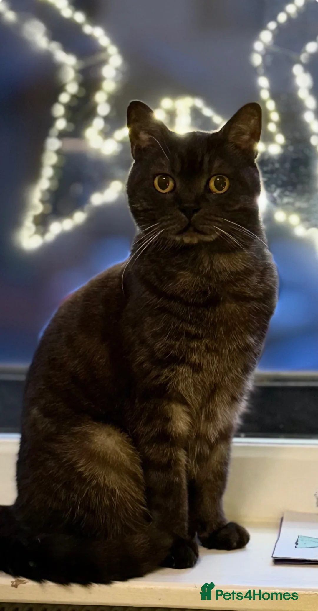 British Shorthair cats for sale: Half British shorthair kittens - Advert 12