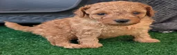 Cavapoo dogs for sale: Stunning extensively health tested Cavapoos in Portsmouth - Advert 14