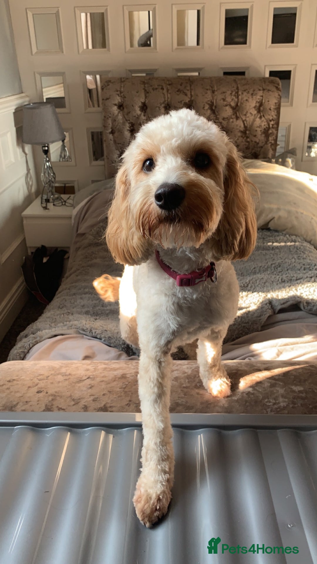 Cockapoo dogs for sale: ✨ Beautiful Cockapoo Puppies –  1 Boy & 4 Girls✨ - Advert 4