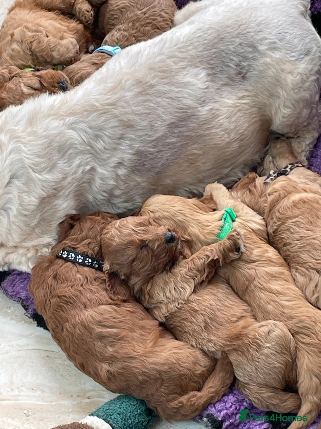 Cavapoochon dogs for sale: Stunning boys and girls in Carmarthen - Advert 17