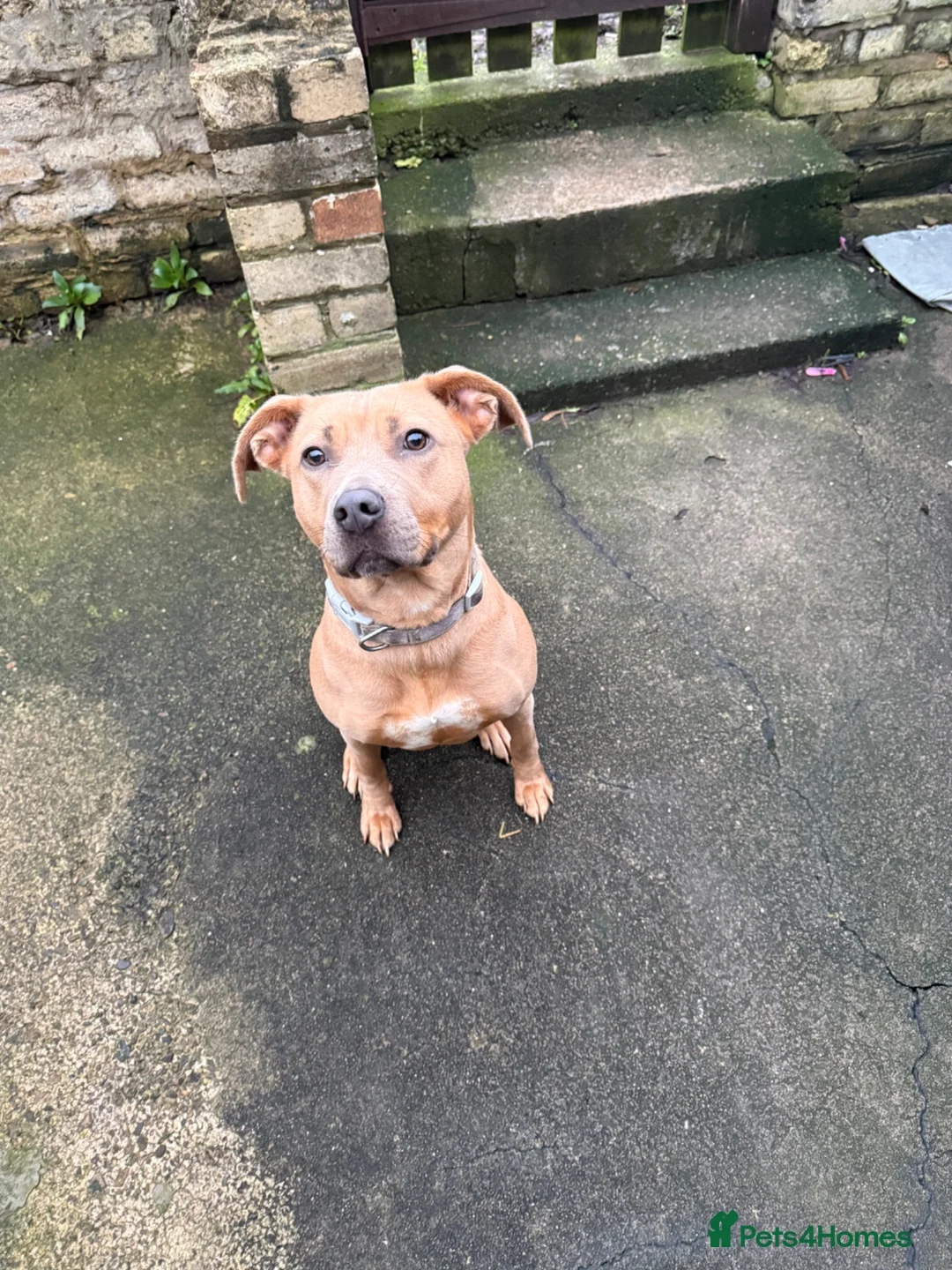 Mixed Breed dogs for sale: Amara - Advert 1