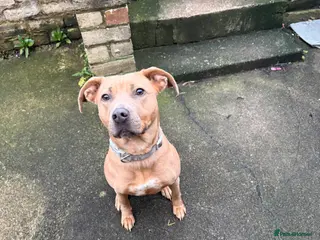 Mixed Breed dogs Amara - Advert 2