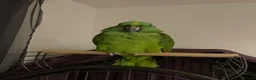 Parrots birds for sale: YELLOW CROWNED AMAZONIAN PARROT  in Aldershot - Advert 5