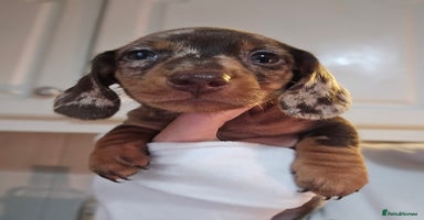 Miniature Dachshund dogs - Advert 14