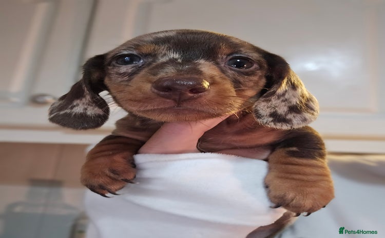 Miniature Dachshund dogs - Advert 9