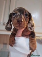 Miniature Dachshund dogs - Advert 14