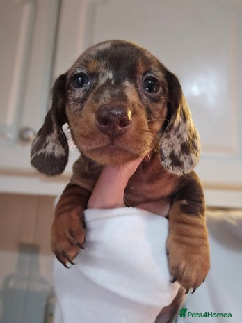 Miniature Dachshund dogs - Advert 9