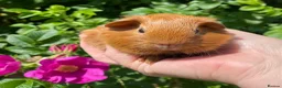 Guinea Pig rodents for sale: Two beautiful baby Guinea pigs  in Caernarfon - Advert 4