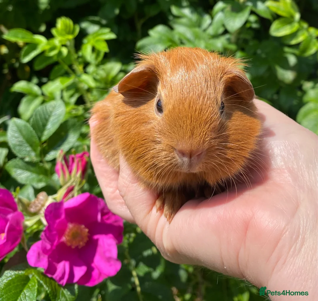 Guinea Pig rodents for sale: Two beautiful baby Guinea pigs  in Caernarfon - Advert 4