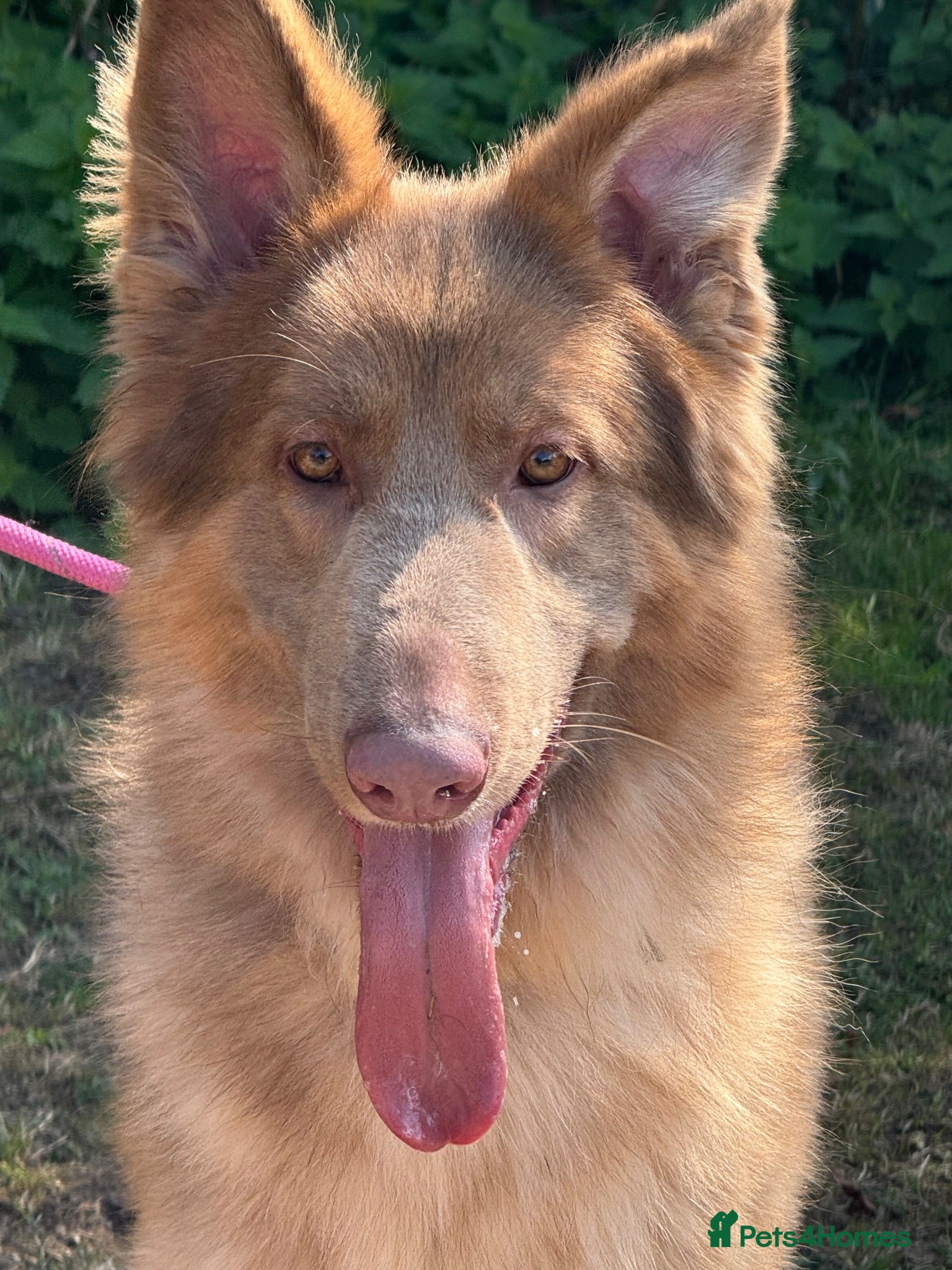 German Shepherd dogs German shepherd adult male  - Advert 14