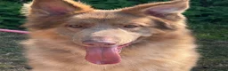 German Shepherd dogs for sale: German shepherd adult male  - Advert 1
