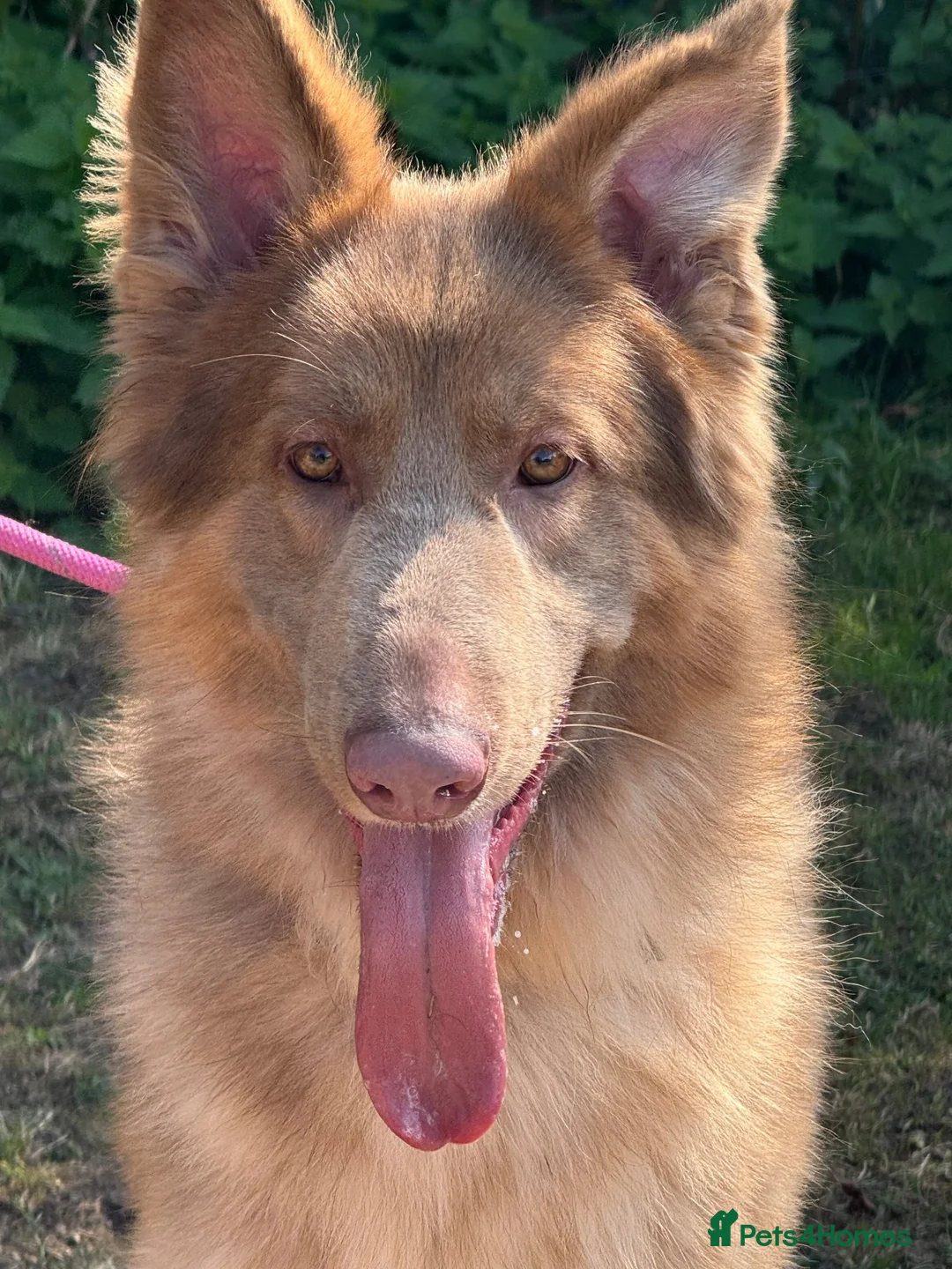 German Shepherd dogs for sale: German shepherd adult male  - Advert 1