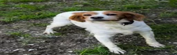 Brittany Spaniel dogs for adoption: Ula   in Consett - Advert 1