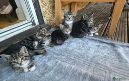 Mixed Breed cats for sale: Cute Kittens for sale (ASAP) - Image 1