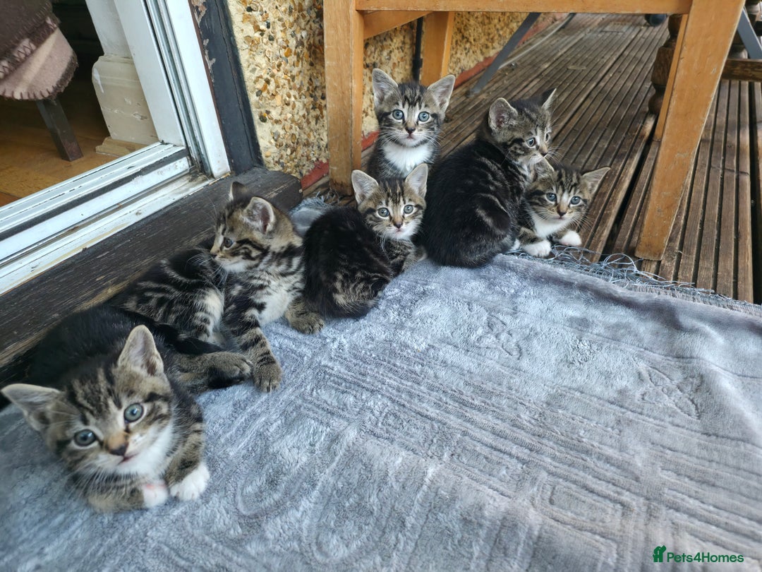 Mixed Breed cats for sale: Cute Kittens for sale (ASAP) - Image 1