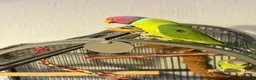Parakeets birds for sale: Plum Headed Parakeet - Advert 8