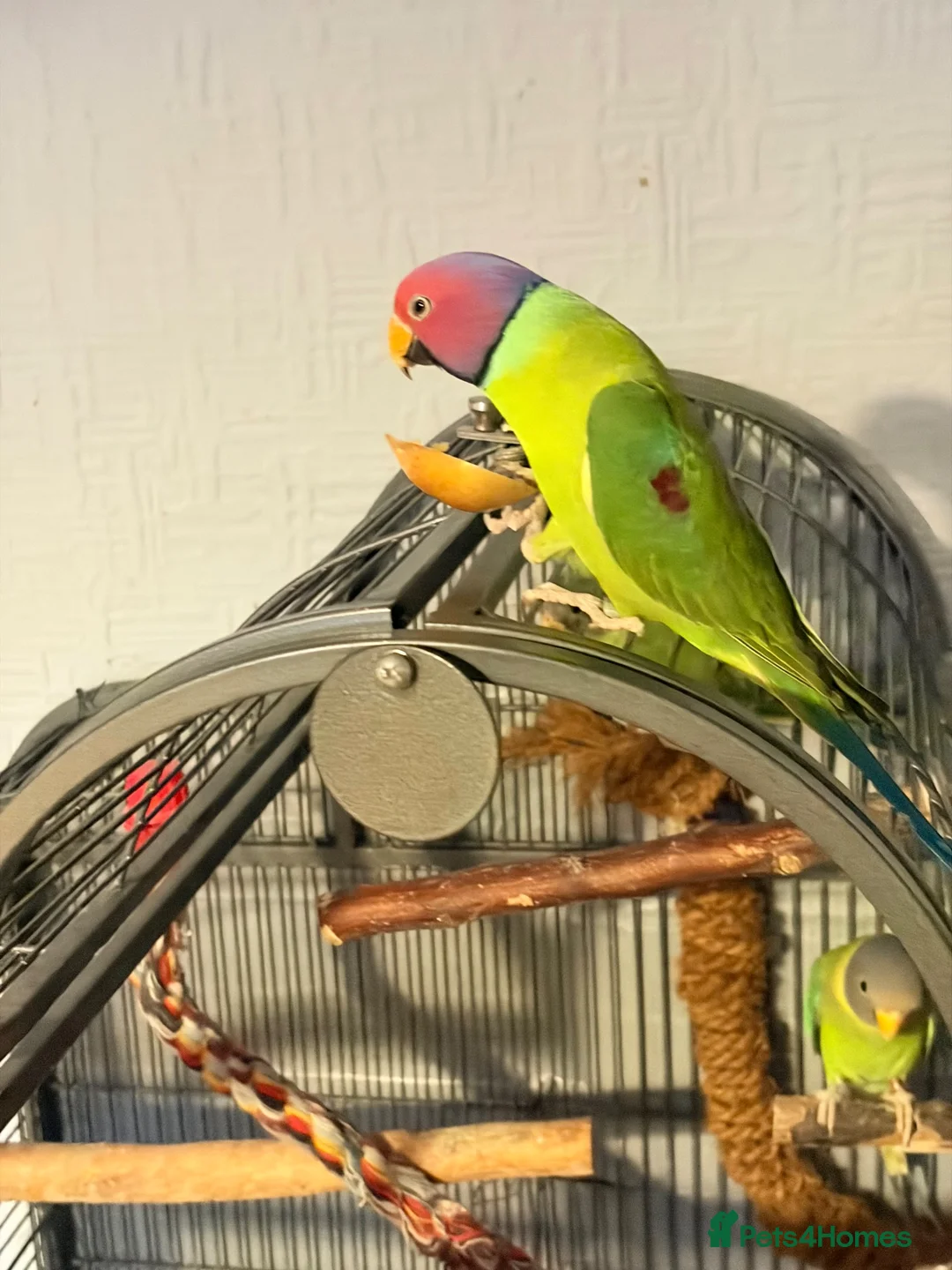 Parakeets birds for sale: Plum Headed Parakeet - Advert 8