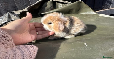 Mini Lop rabbits - Advert 12