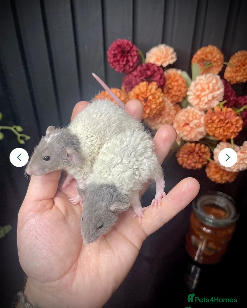 Rat rodents 🐭💜Dumbo Rex & Straight Coat Rats Available💜🐭 - Advert 2