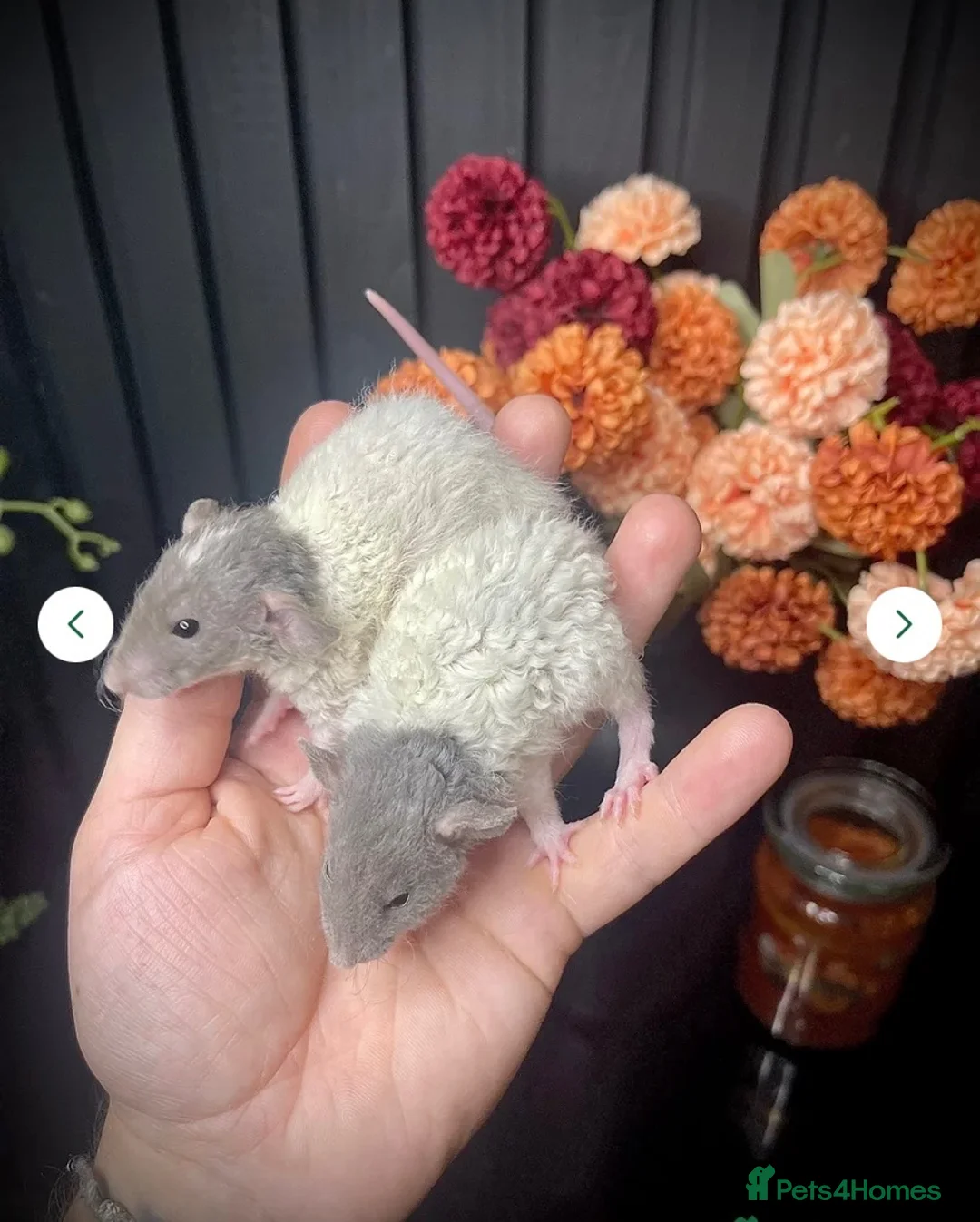 Rat rodents for sale: 🐭💜Dumbo Rex & Straight Coat Rats Available💜🐭 - Advert 2