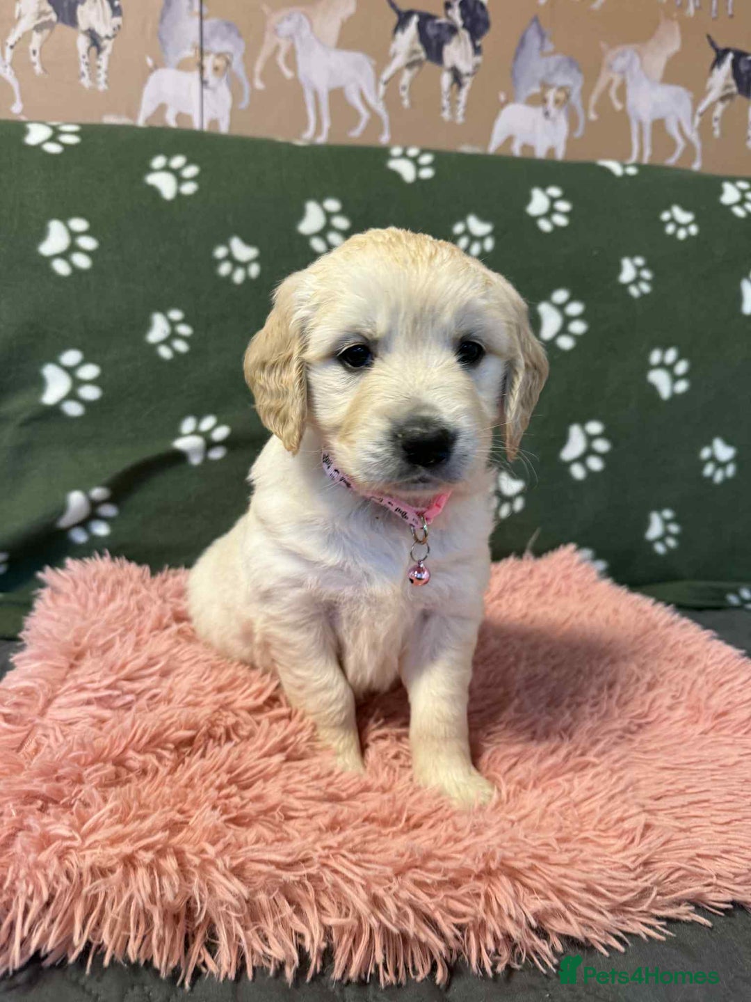 Golden Retriever dogs for sale: Stunning health tested Golden Retriever Puppies  - Advert 21