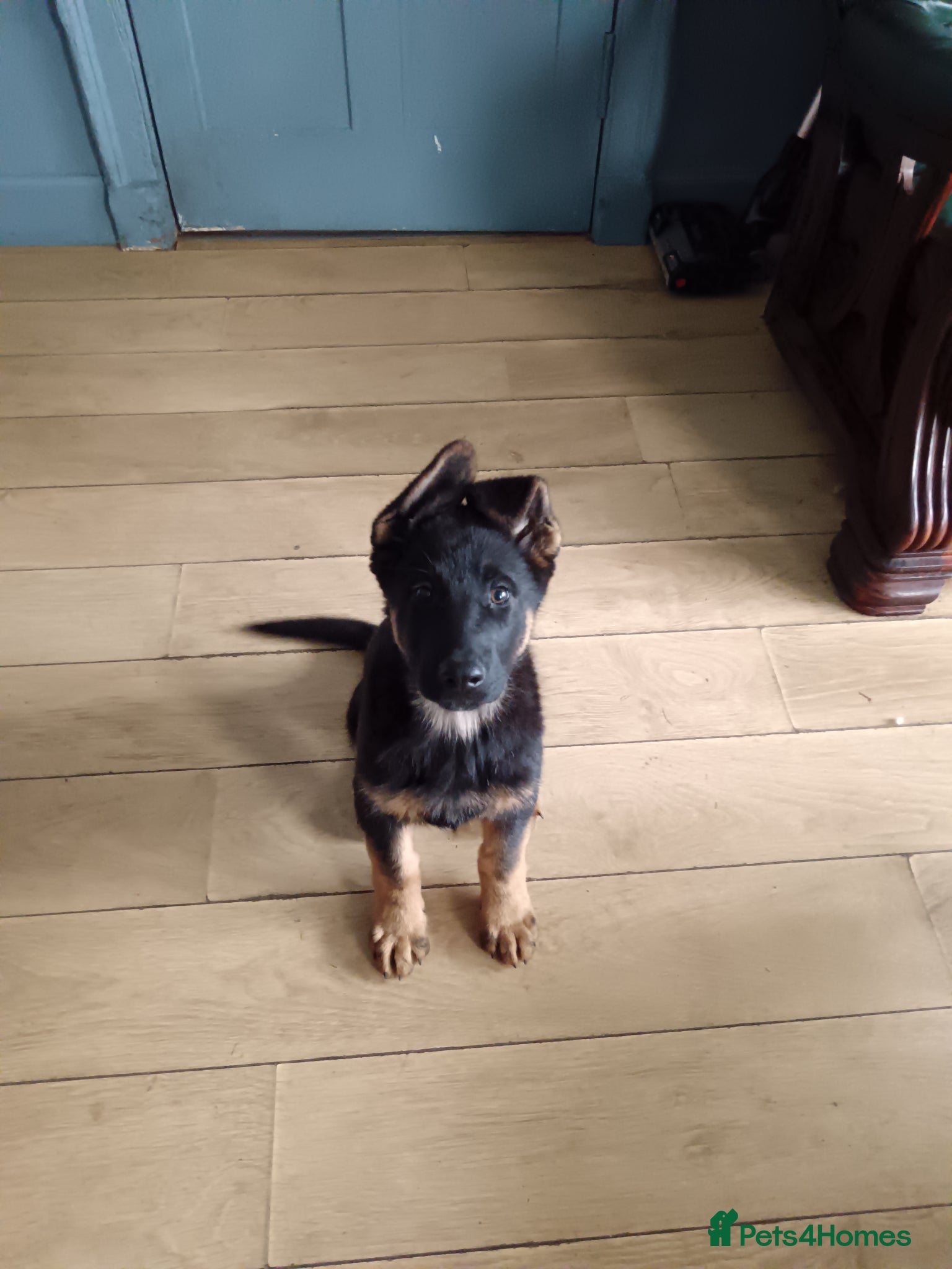 German Shepherd dogs ⭐⭐ ⭐ German Shepherd ⭐⭐⭐  - Advert 2
