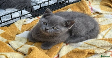 British Shorthair cats - Advert 8