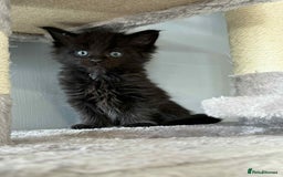 Maine Coon cats for sale: TICA registered large Maine Coon kittens - Image 8