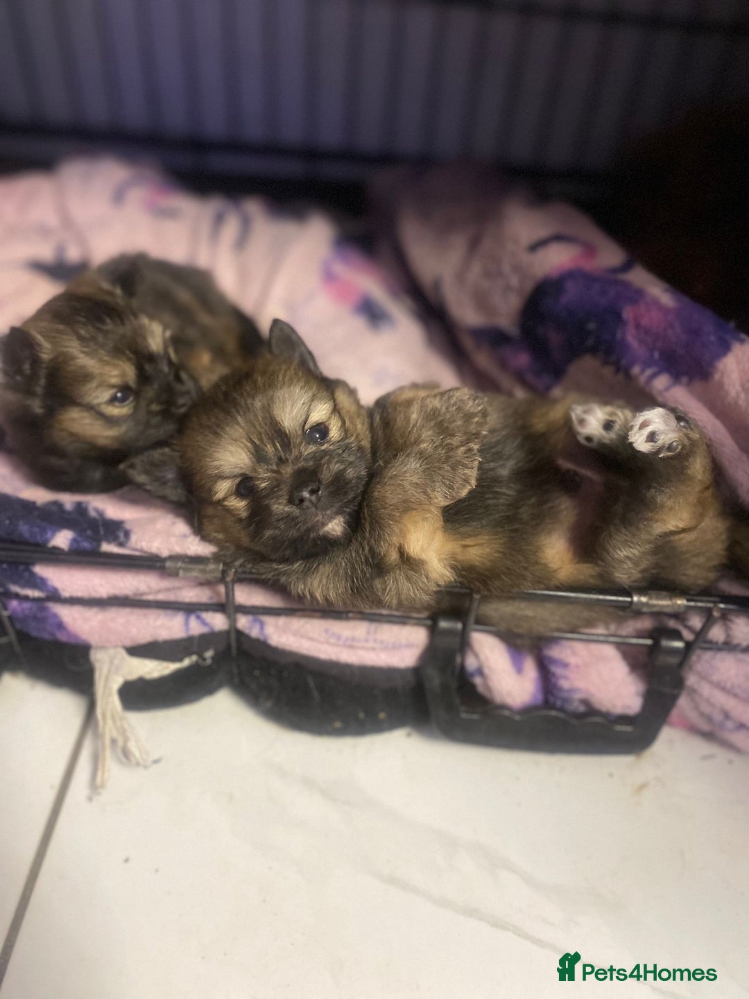 Mixed Breed dogs for sale: Tiny  **  Yorkiepom boy READY NOW  - Advert 12