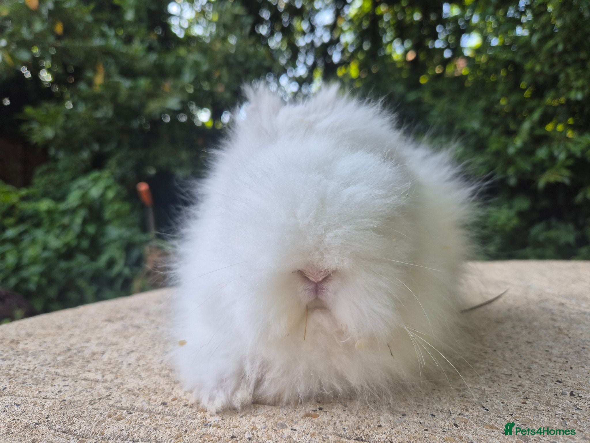 Angora rabbits 💙READY NOW-STUNNING TEDDYDWERG BOY💙 - Advert 1