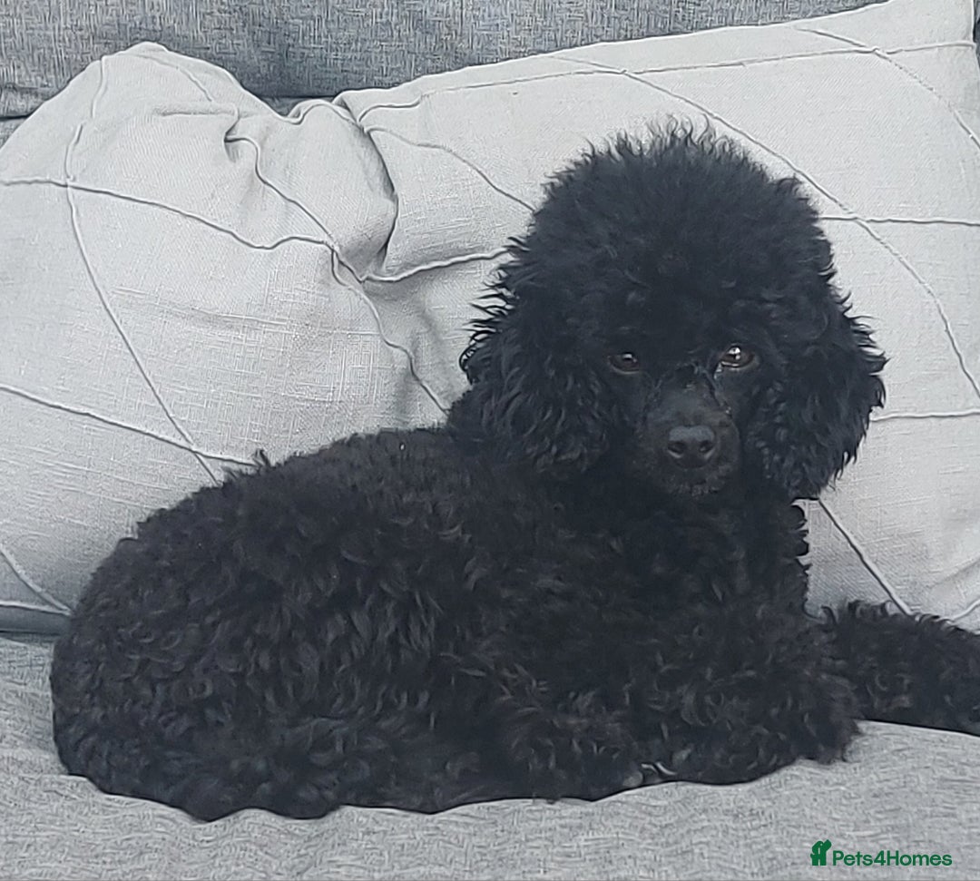 Toy Poodle dogs for sale: Kc reg black toy poodle  - Image 7