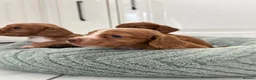 Cocker Spaniel dogs for sale: Cocker spaniel puppies in Doncaster - Advert 20