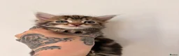 Domestic Shorthair cats for sale: 4 Kittens for sale 3 girls and 1 boy in Deal - Advert 2