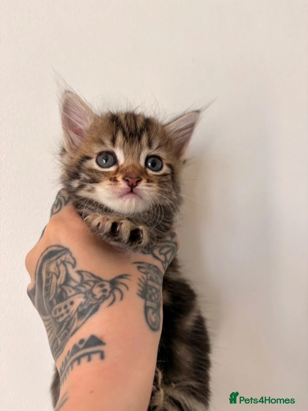 Domestic Shorthair cats for sale: 4 Kittens for sale 3 girls and 1 boy in Deal - Advert 2