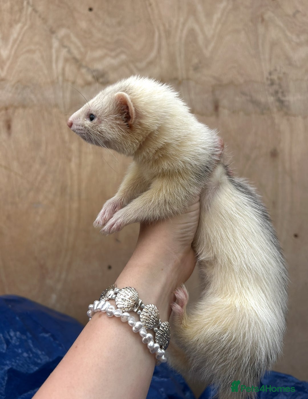 Ferret rodents for sale: Silver Jill - Image 6