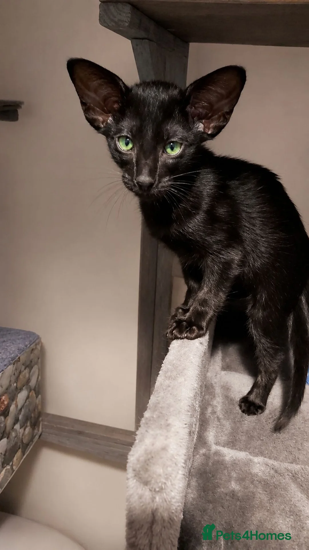 Oriental cats for sale: FULL Pedigree Oriental XL size ears GCCF - Advert 2