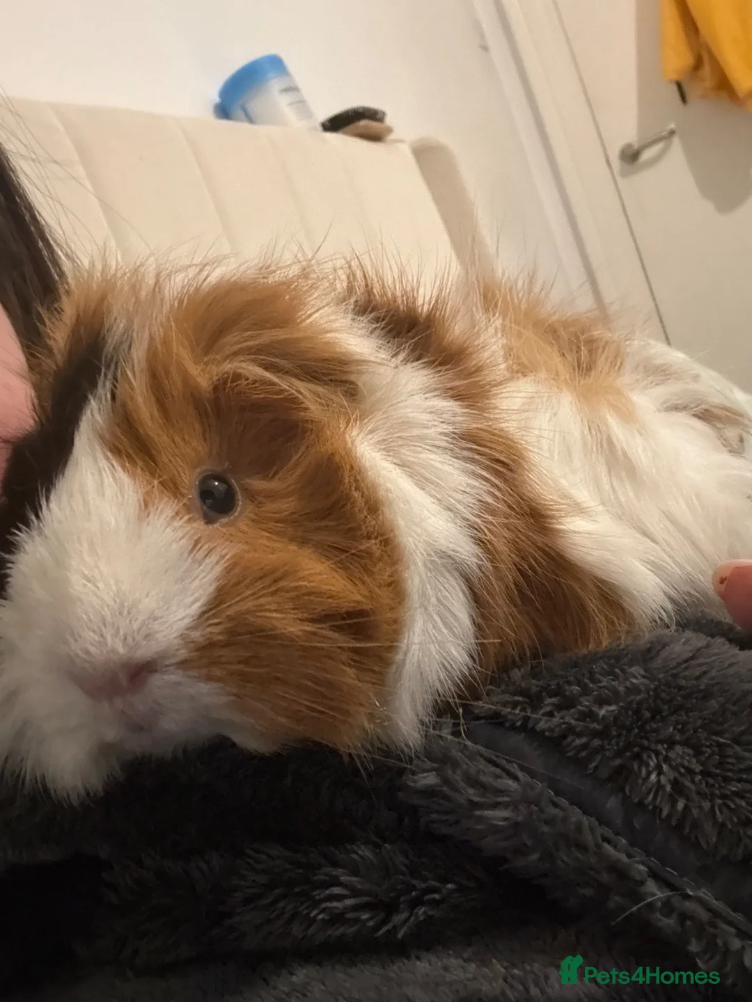 Guinea Pig rodents for sale: 2 bonded females  - Advert 1