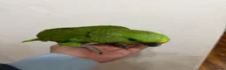 Parrots birds for sale: Baby Yellow nape amazon - Advert 6
