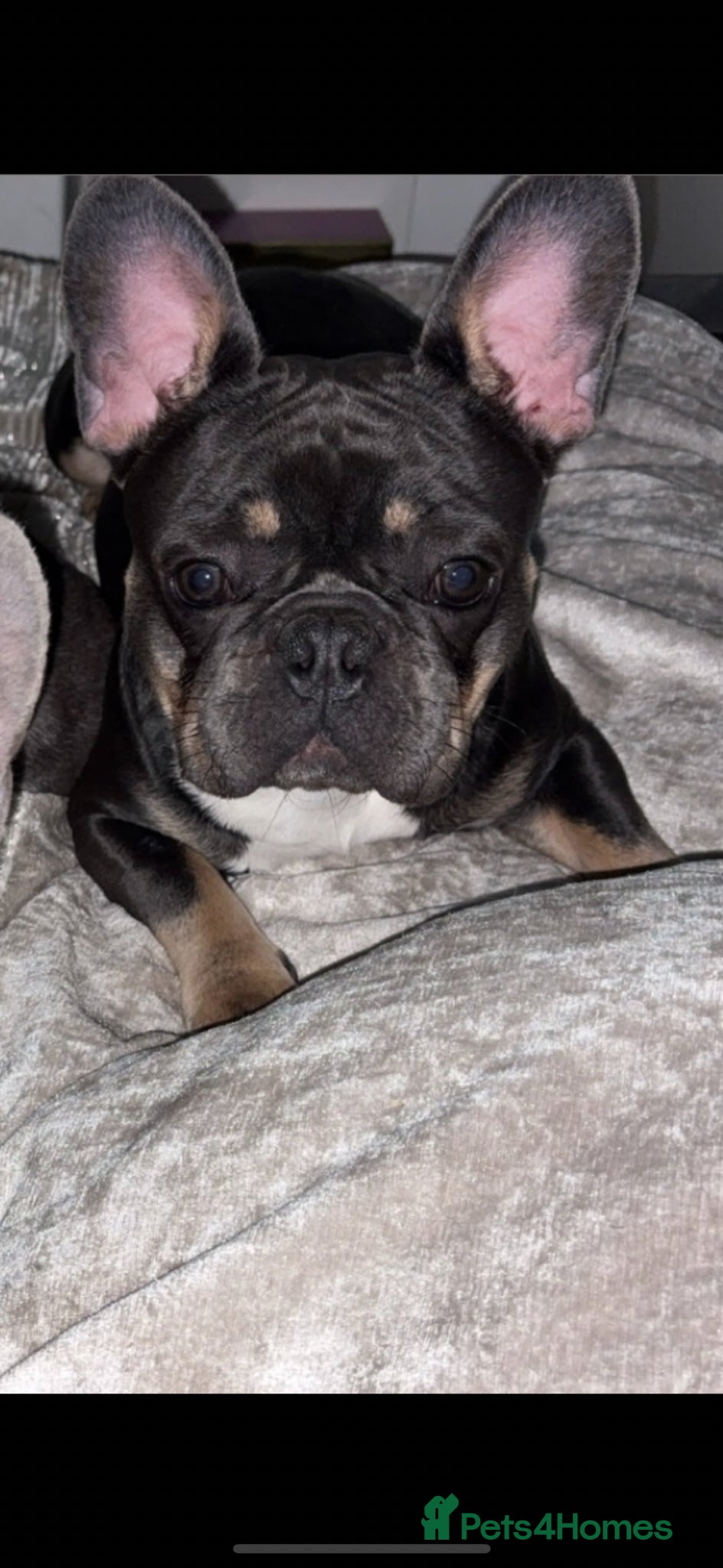 French Bulldog dogs KC registered fluffy carrier for stud - Advert 4