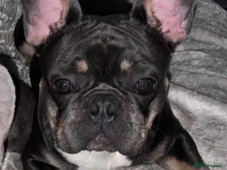 French Bulldog dogs KC registered fluffy carrier for stud - Advert 2