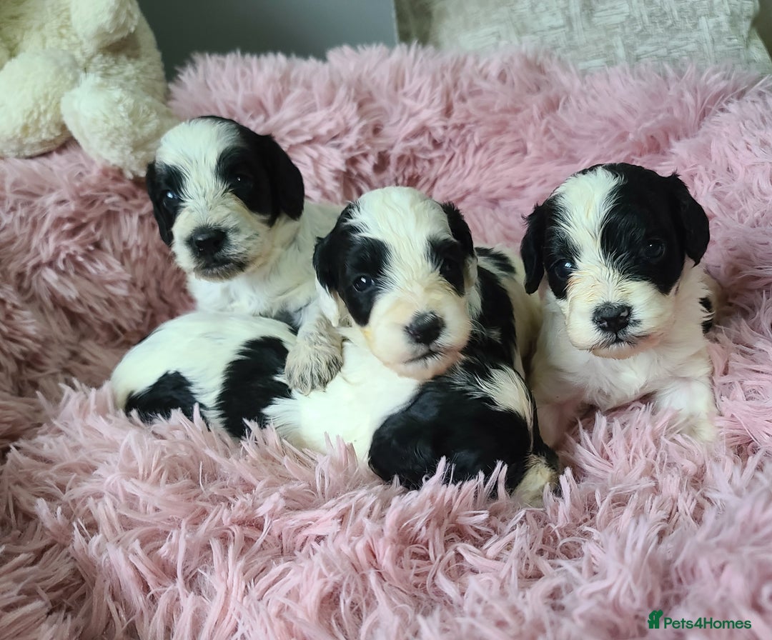 Cockapoo dogs for sale: F1 Cockapoos, Parti Roan. DNA HEALTH TESTED - Image 27